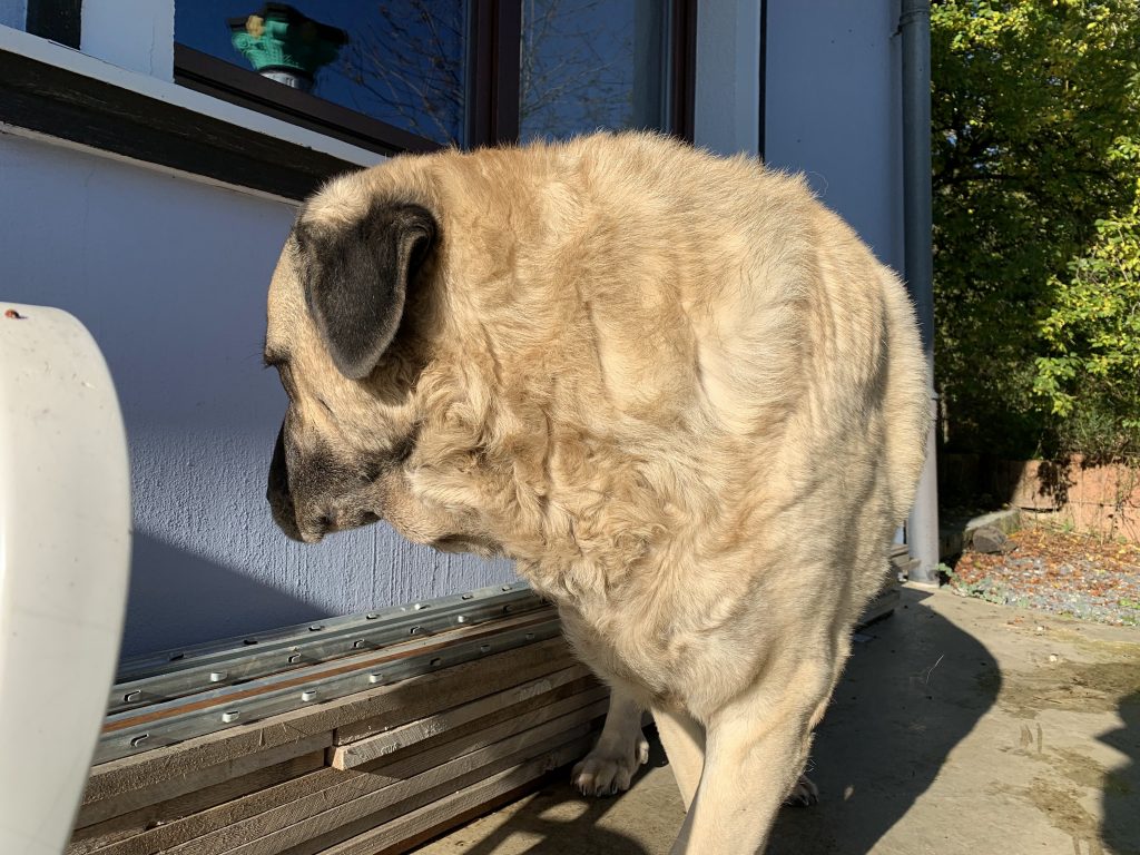 Kangal Abar Gartenbank